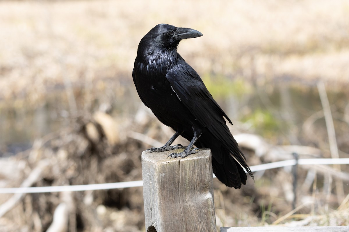 Common Raven - Rohan Prinja