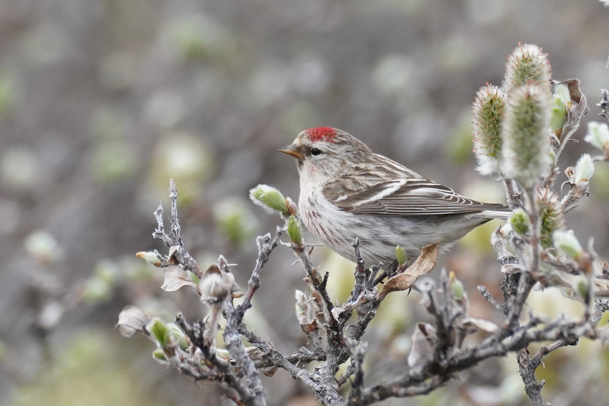 Hoary Redpoll - ML615917693