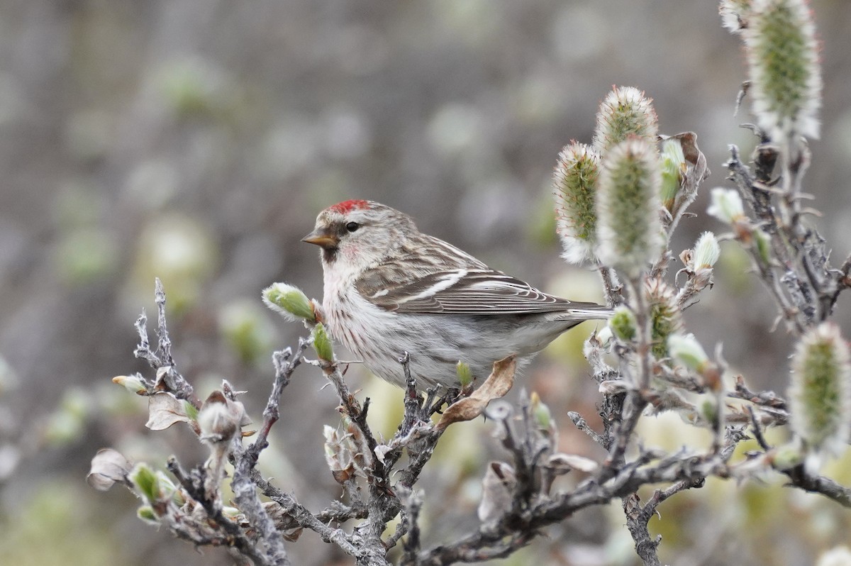 Hoary Redpoll - ML615917694