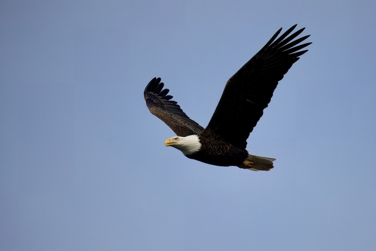 Bald Eagle - ML615917699