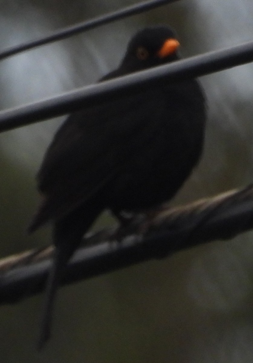 Eurasian Blackbird - ML615917733