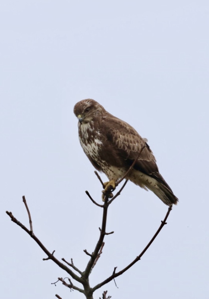 Common Buzzard - ML615917754