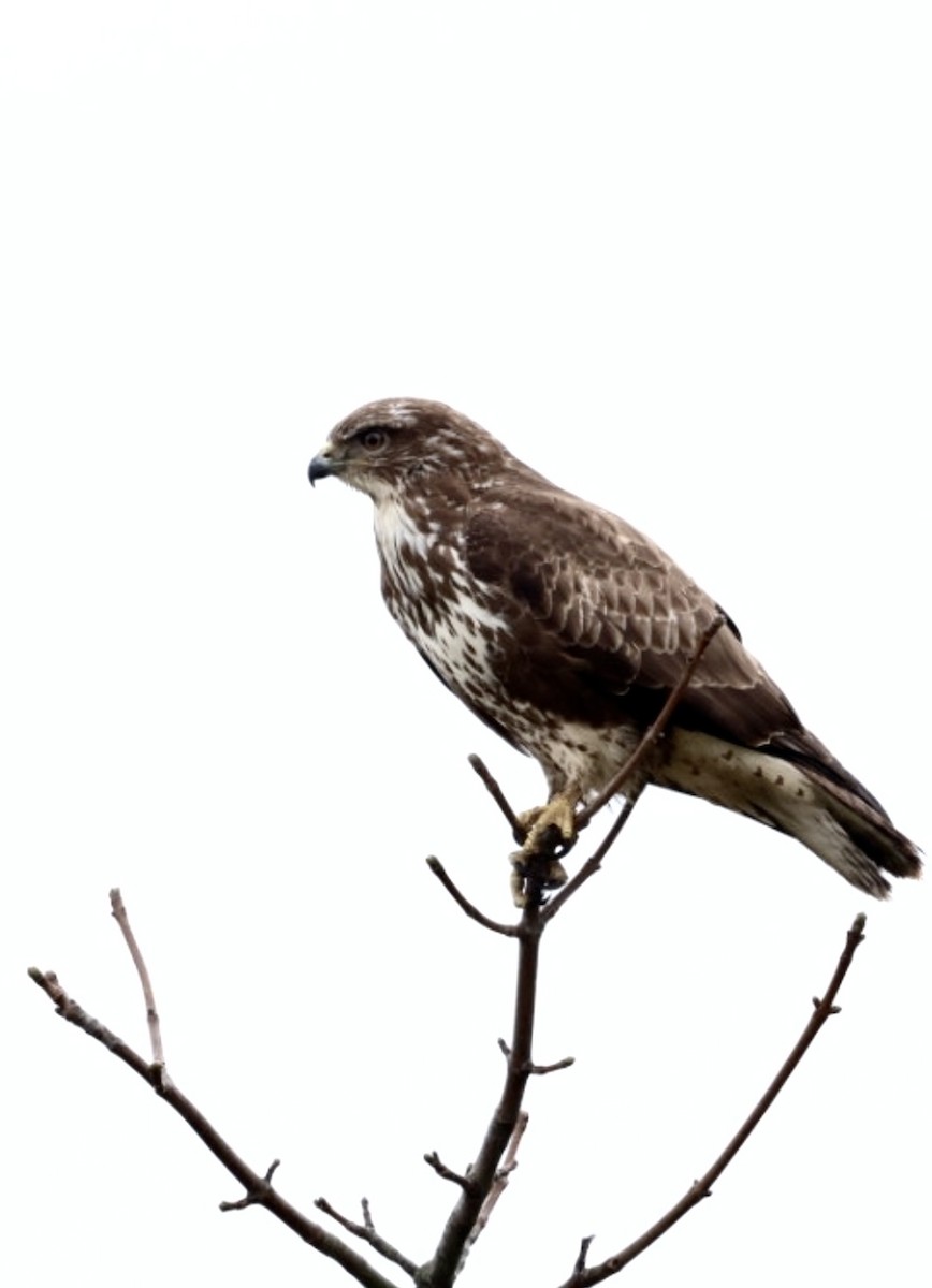 Common Buzzard - ML615917755