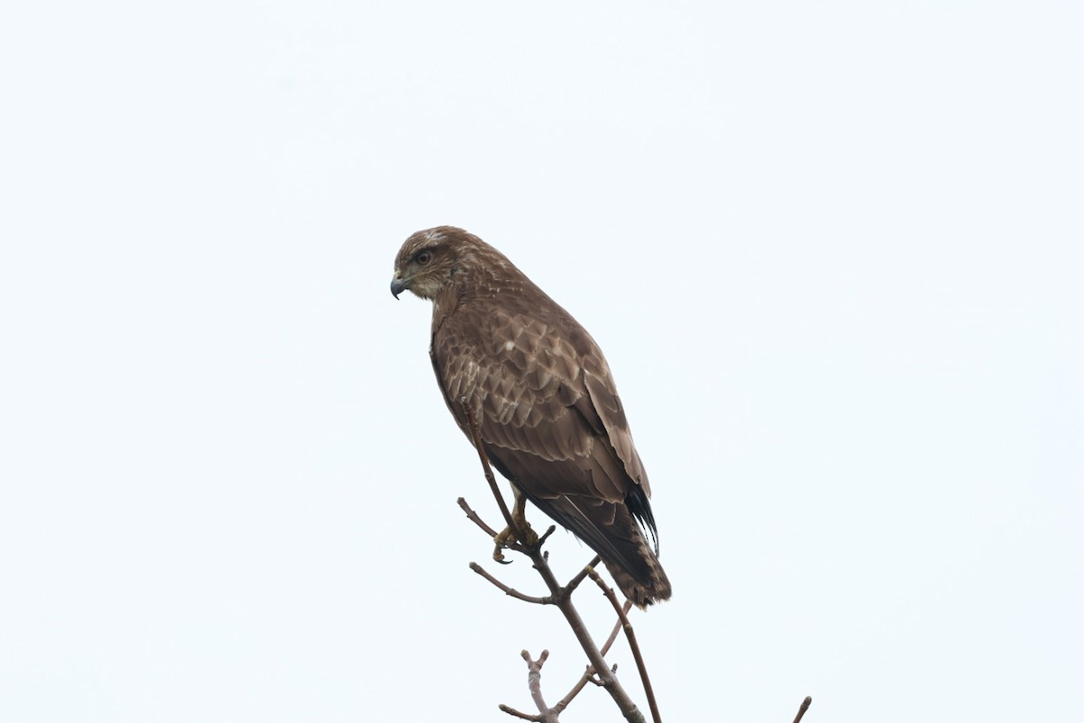 Mäusebussard - ML615917756