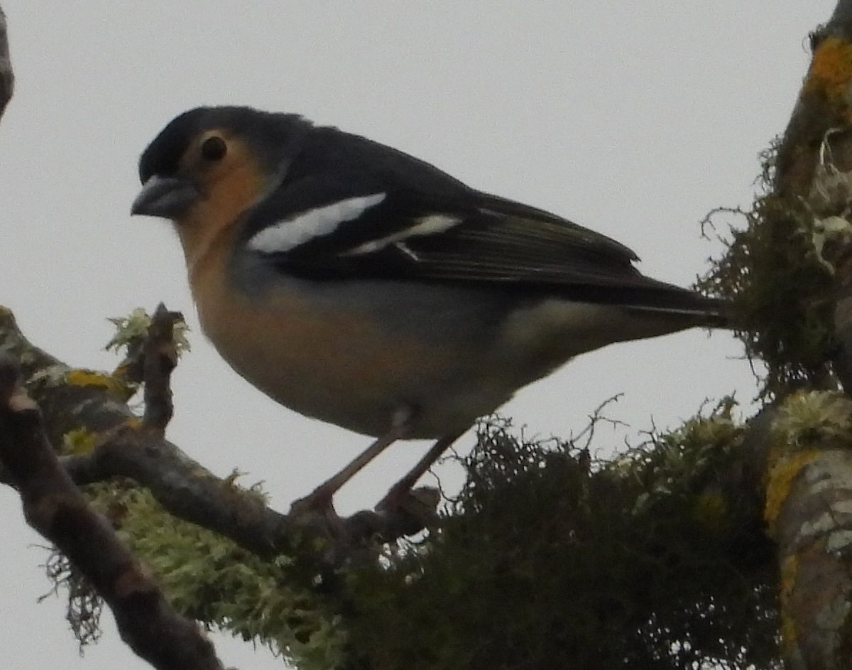 Canary Islands Chaffinch - ML615917760