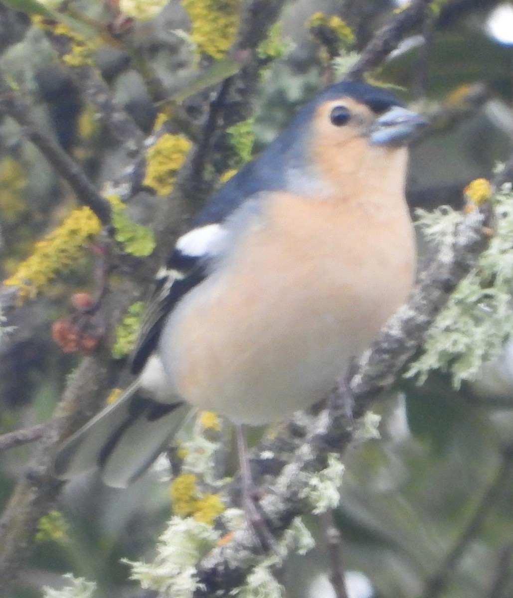 Canary Islands Chaffinch - ML615917761