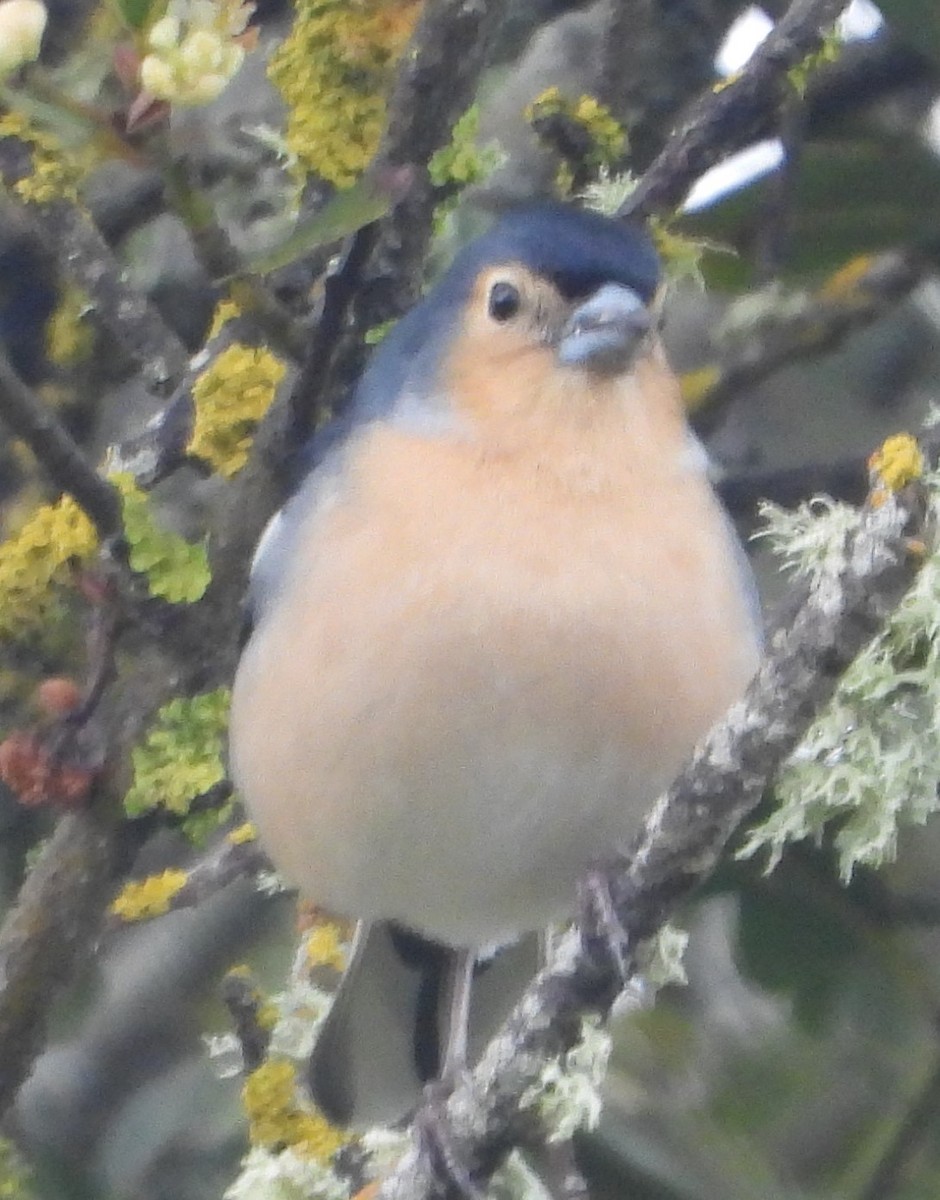 Canary Islands Chaffinch - ML615917762