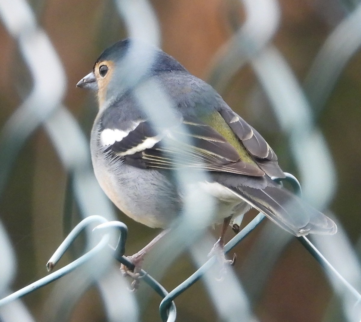 Canary Islands Chaffinch - ML615917763
