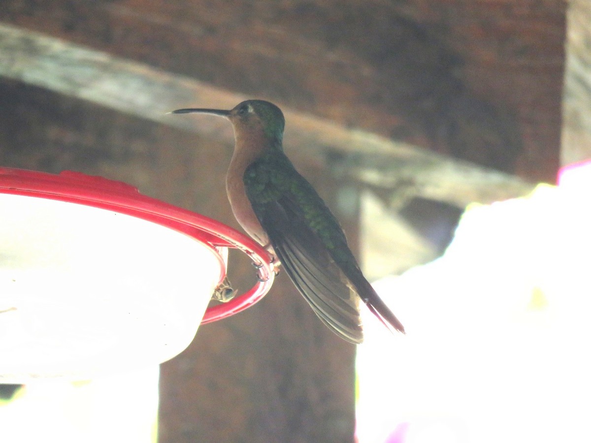 kolibřík pestroocasý - ML615917765