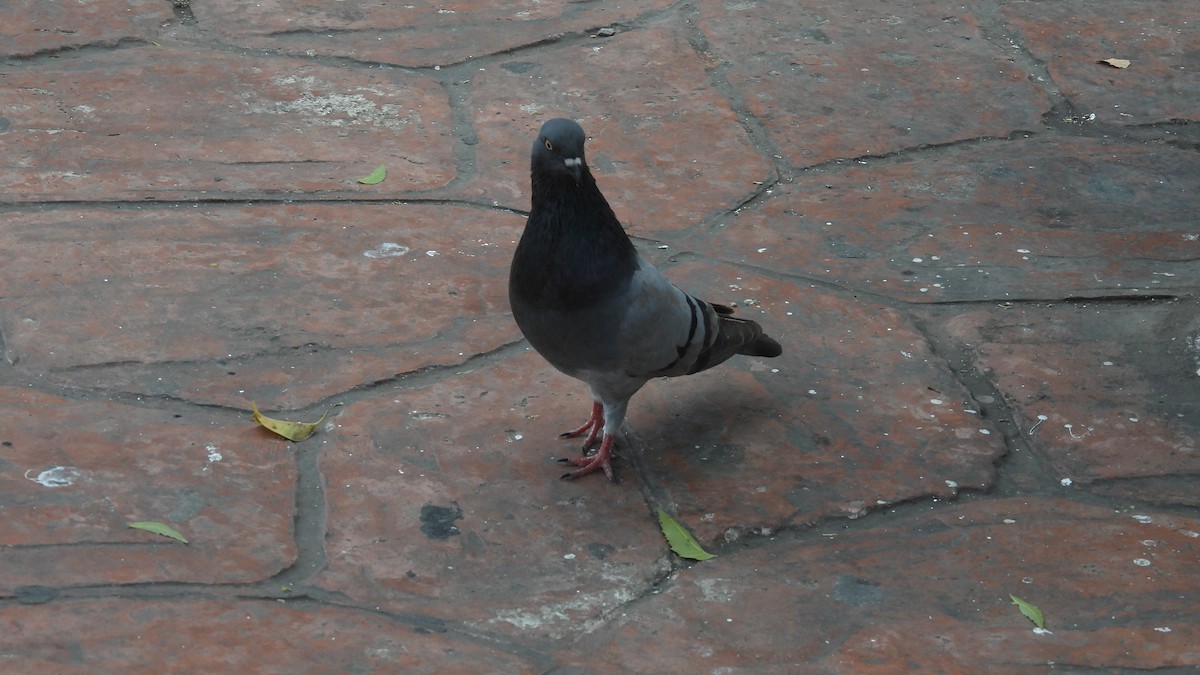 Rock Pigeon (Feral Pigeon) - ML615917766