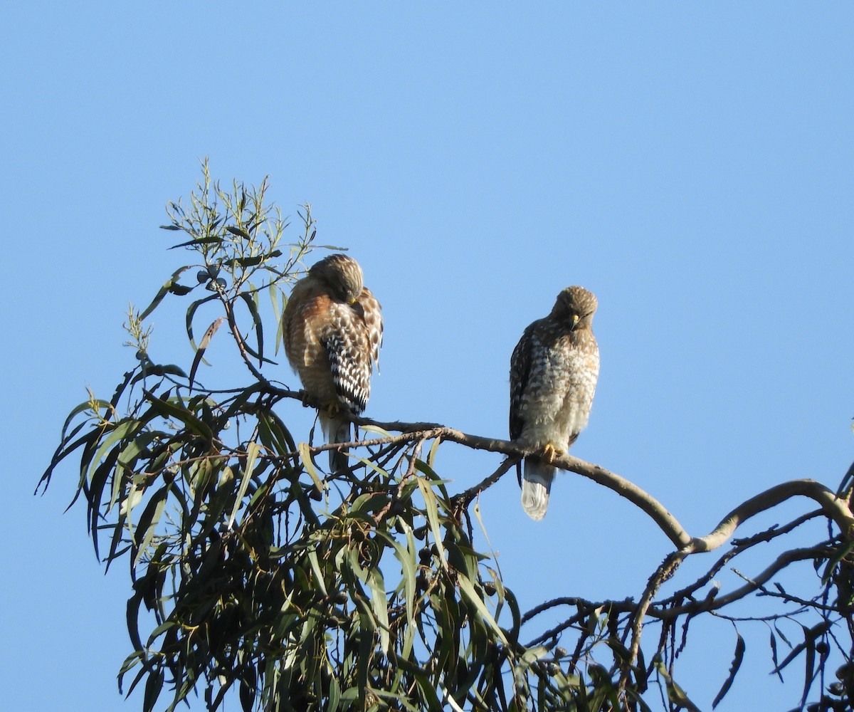 Red-shouldered Hawk - ML615917777