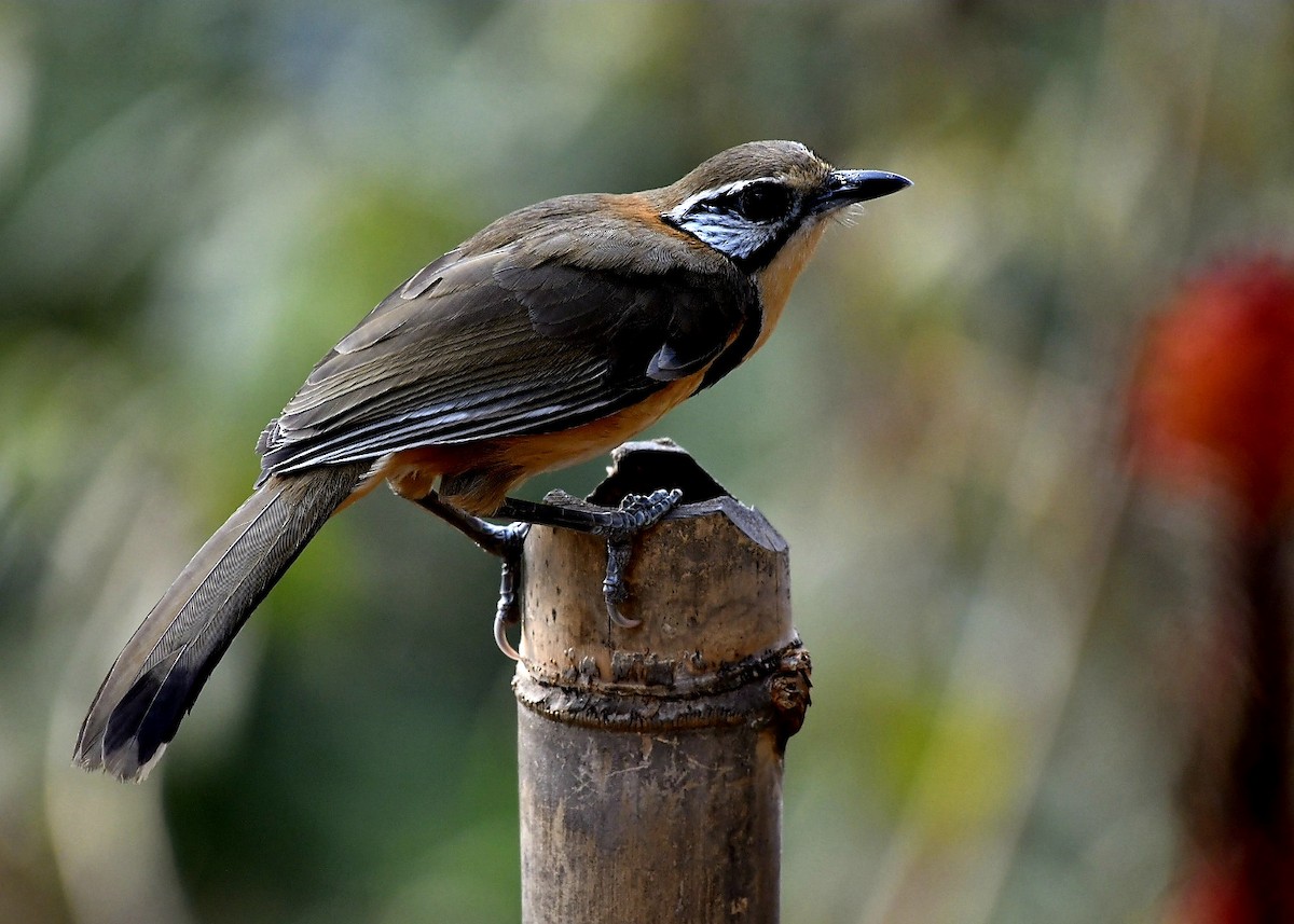 Greater Necklaced Laughingthrush - ML615917784