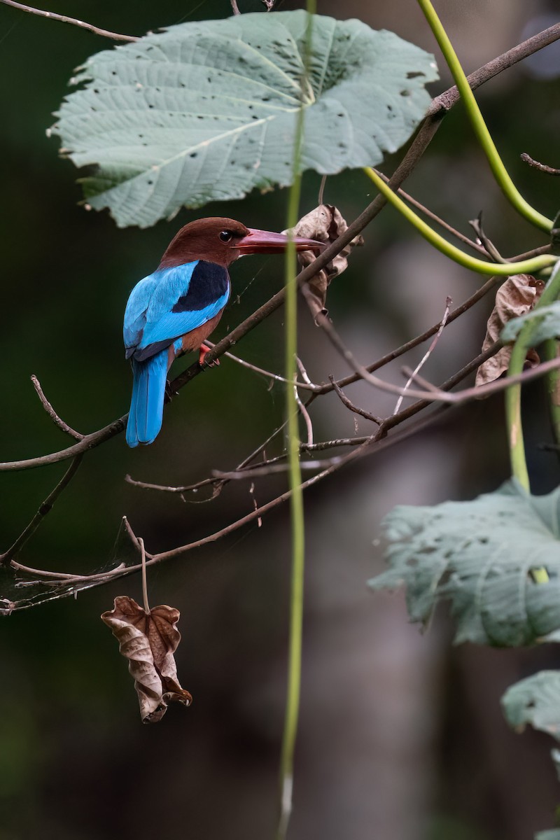 Brown-breasted Kingfisher - ML615917835