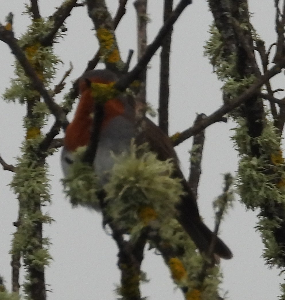 European Robin - ML615917845