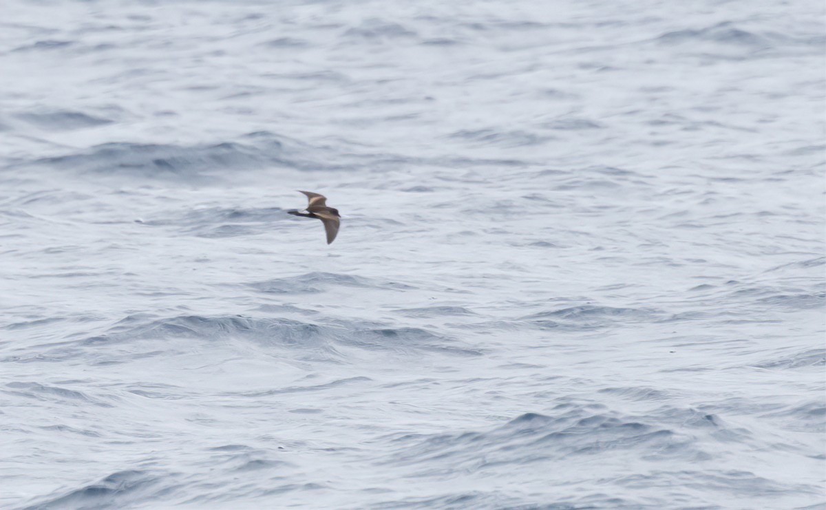 Townsend's Storm-Petrel - ML615917850