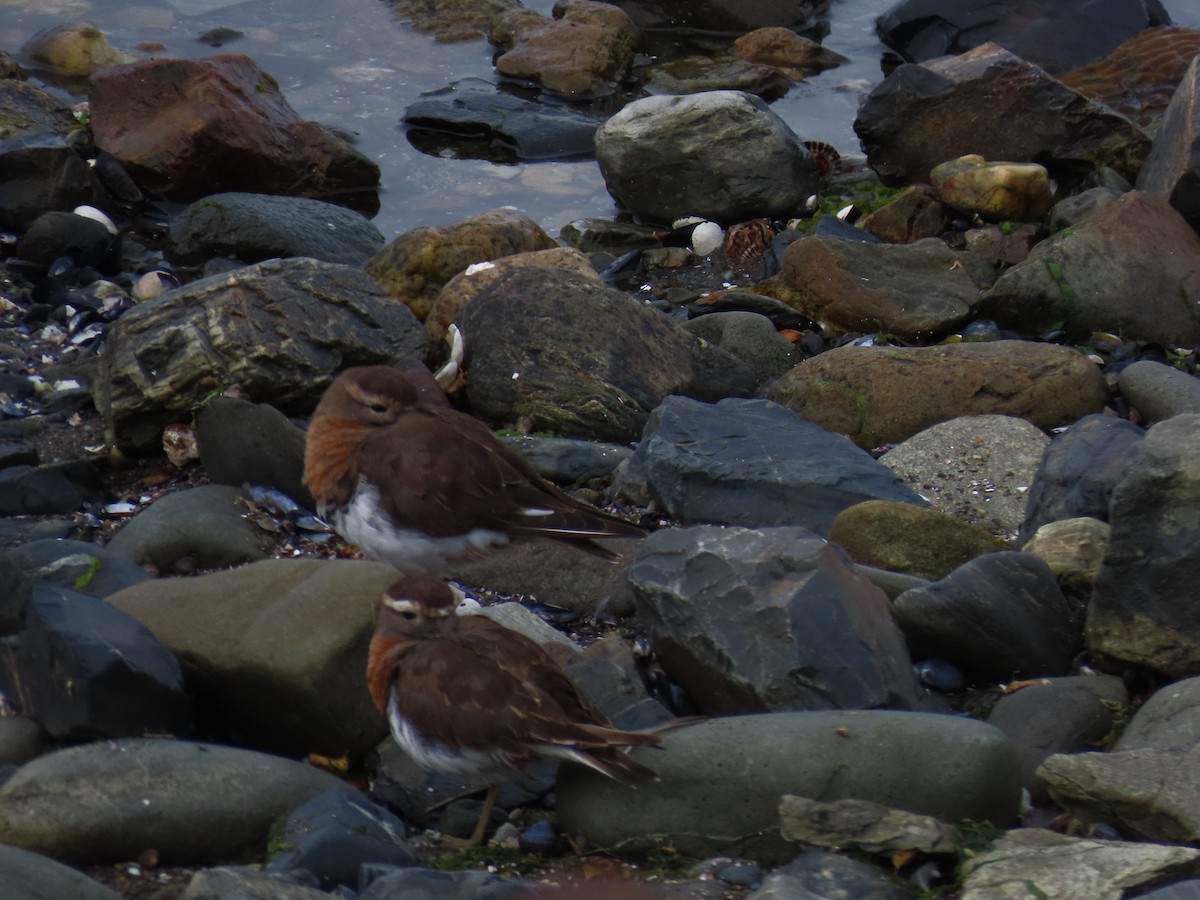 Rufous-chested Dotterel - ML615917888