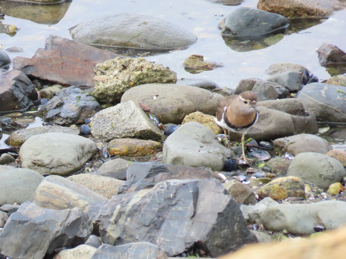 Rufous-chested Dotterel - ML615917889