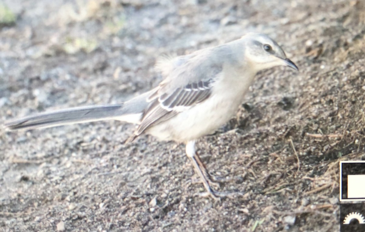 Northern Mockingbird - Jules S