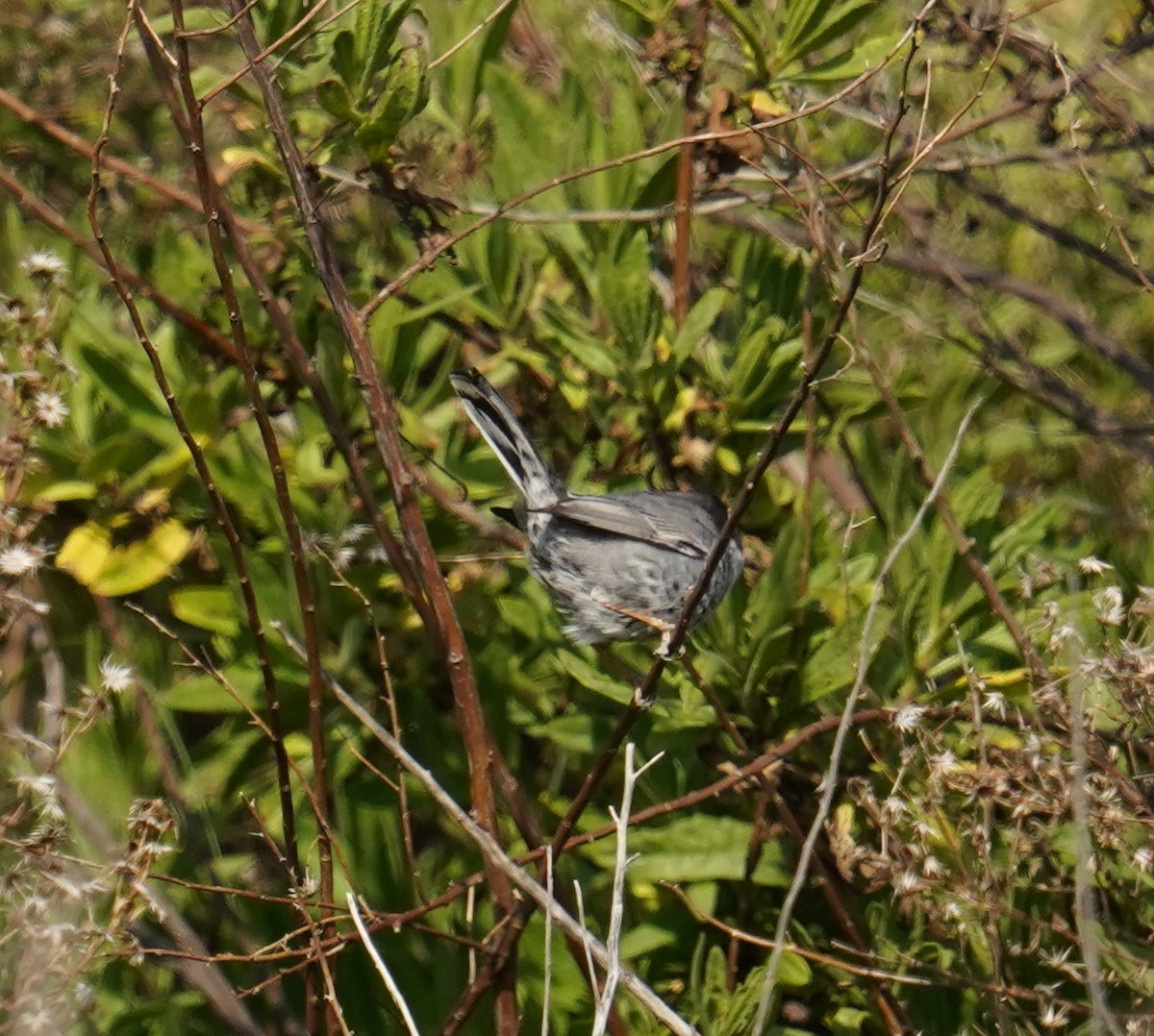 Cyprus Warbler - ML615917920