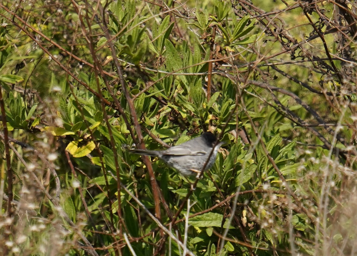 Cyprus Warbler - ML615917921