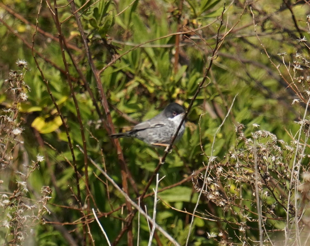 Cyprus Warbler - ML615917923