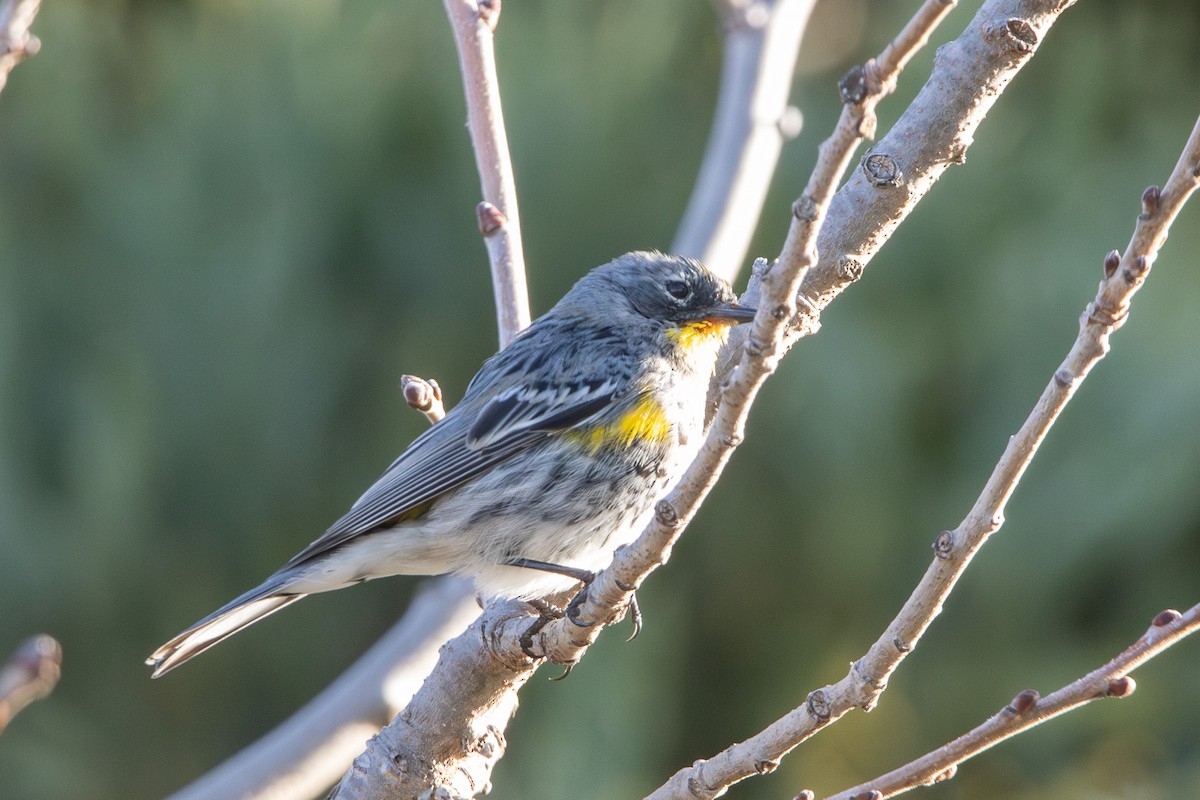 Yellow-rumped Warbler (Audubon's) - ML615917954
