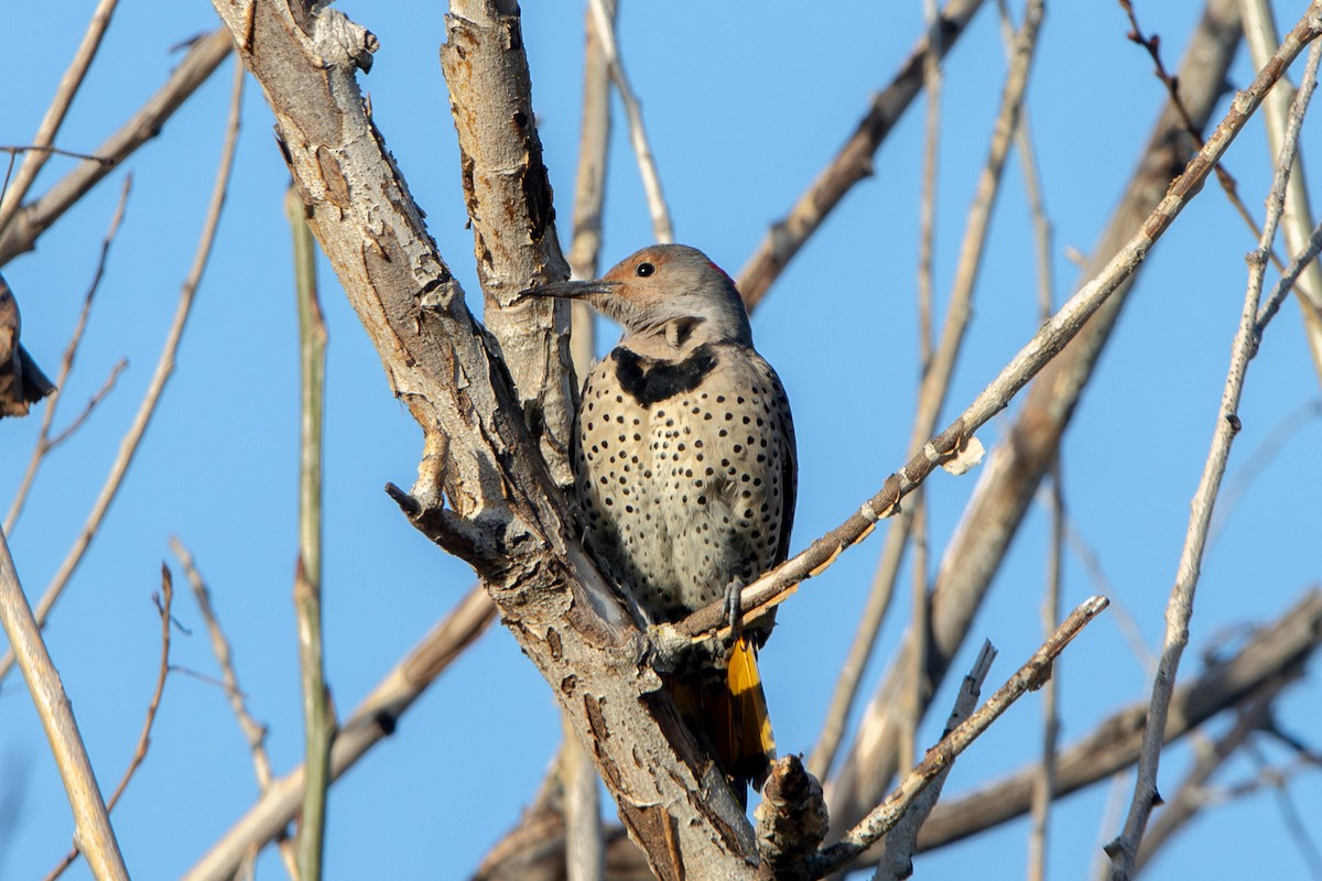 Northern Flicker (Yellow-shafted x Red-shafted) - ML615917966