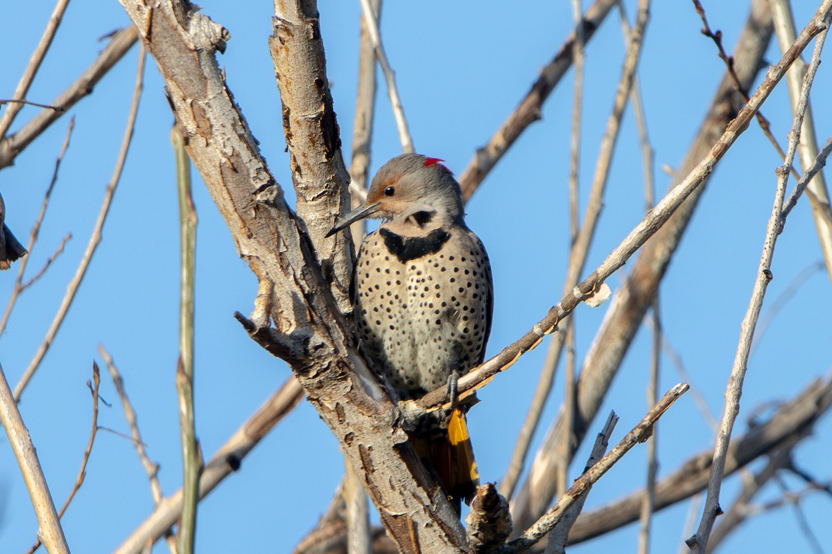 Northern Flicker (Yellow-shafted x Red-shafted) - ML615917967