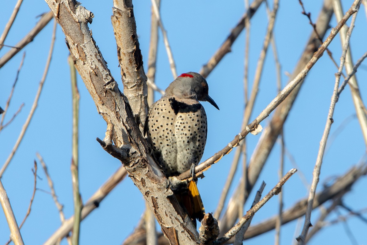 Northern Flicker (Yellow-shafted x Red-shafted) - ML615917968
