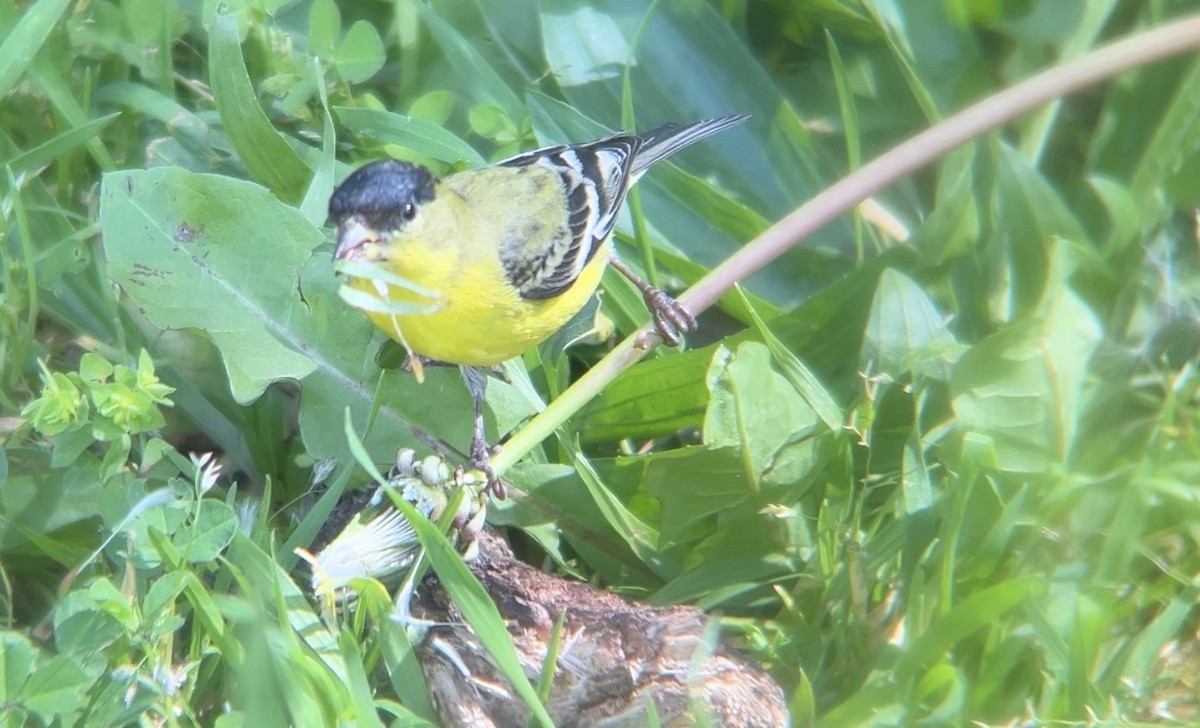 Lesser Goldfinch - ML615918009