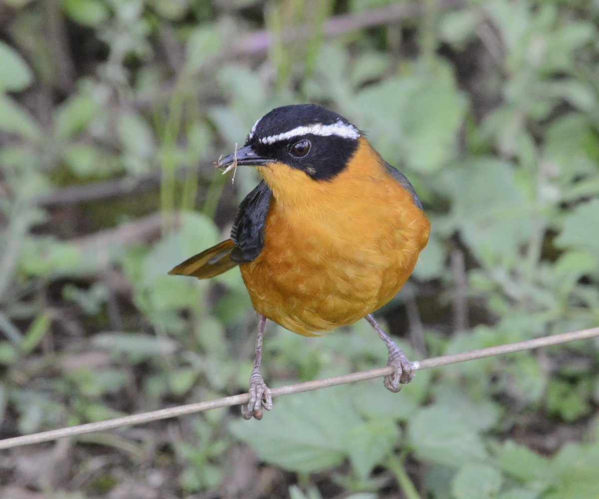 Rüppell's Robin-Chat - Bertina K