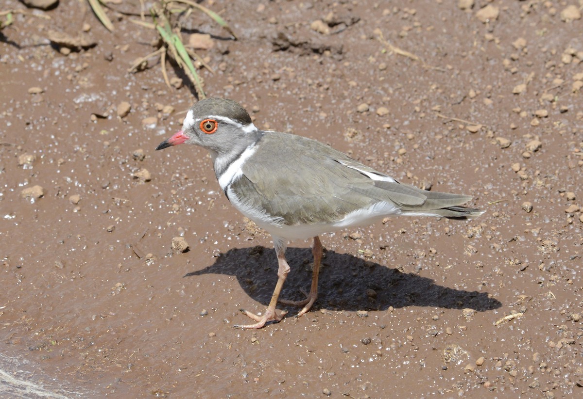 Three-banded Plover - Bertina K