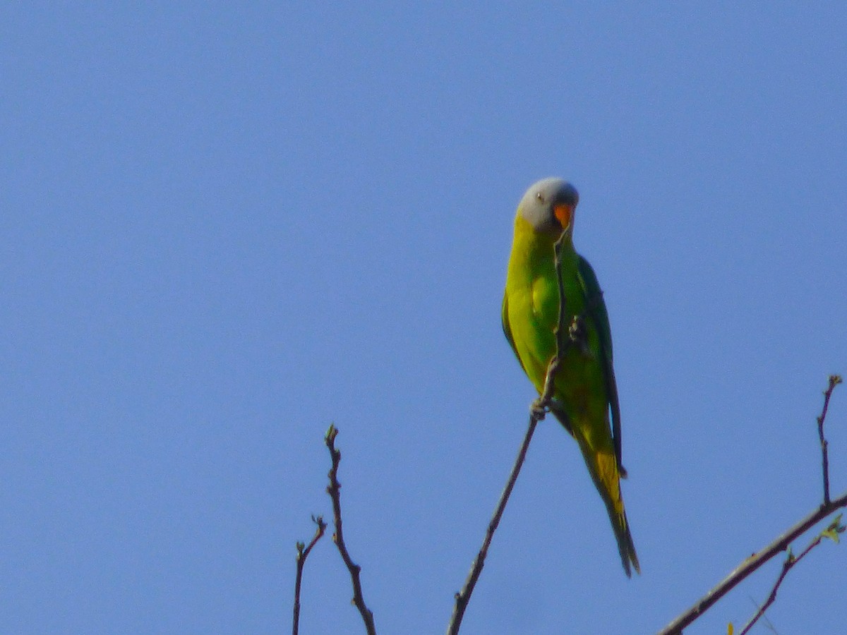 Gray-headed Parakeet - Rustom Jamadar