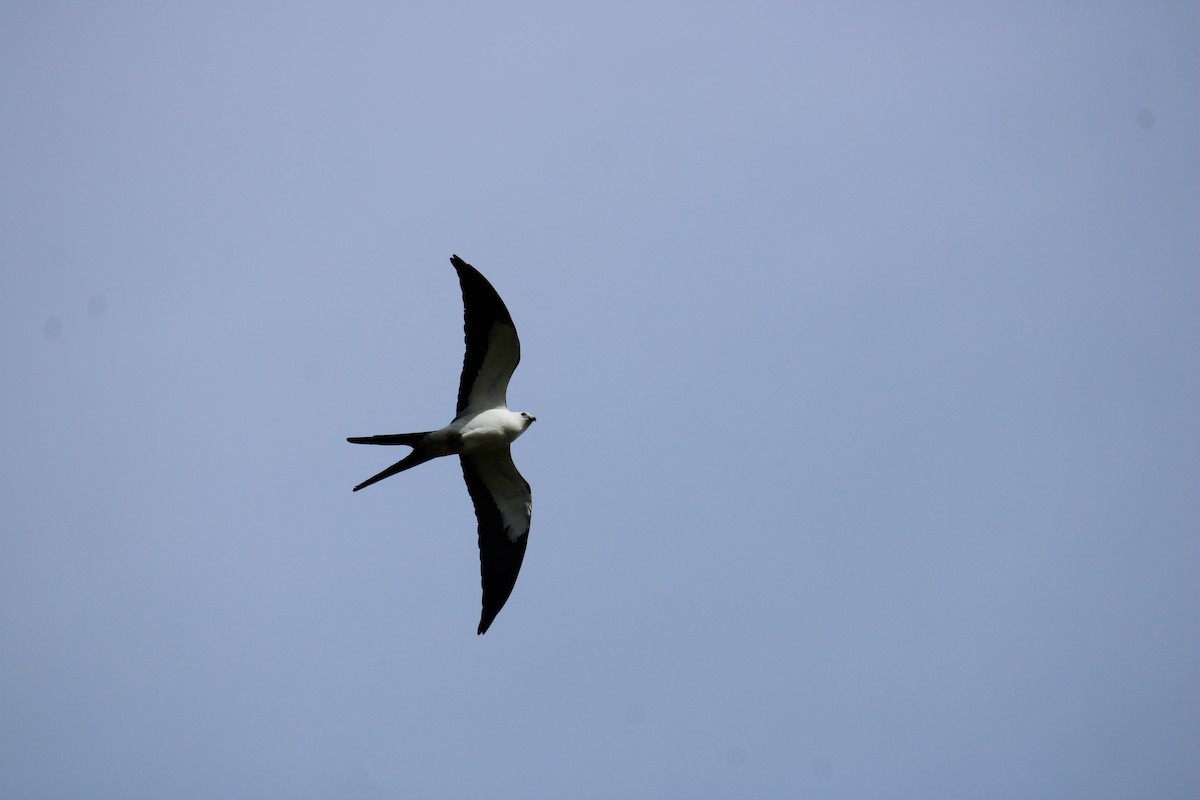 Swallow-tailed Kite - ML615918109