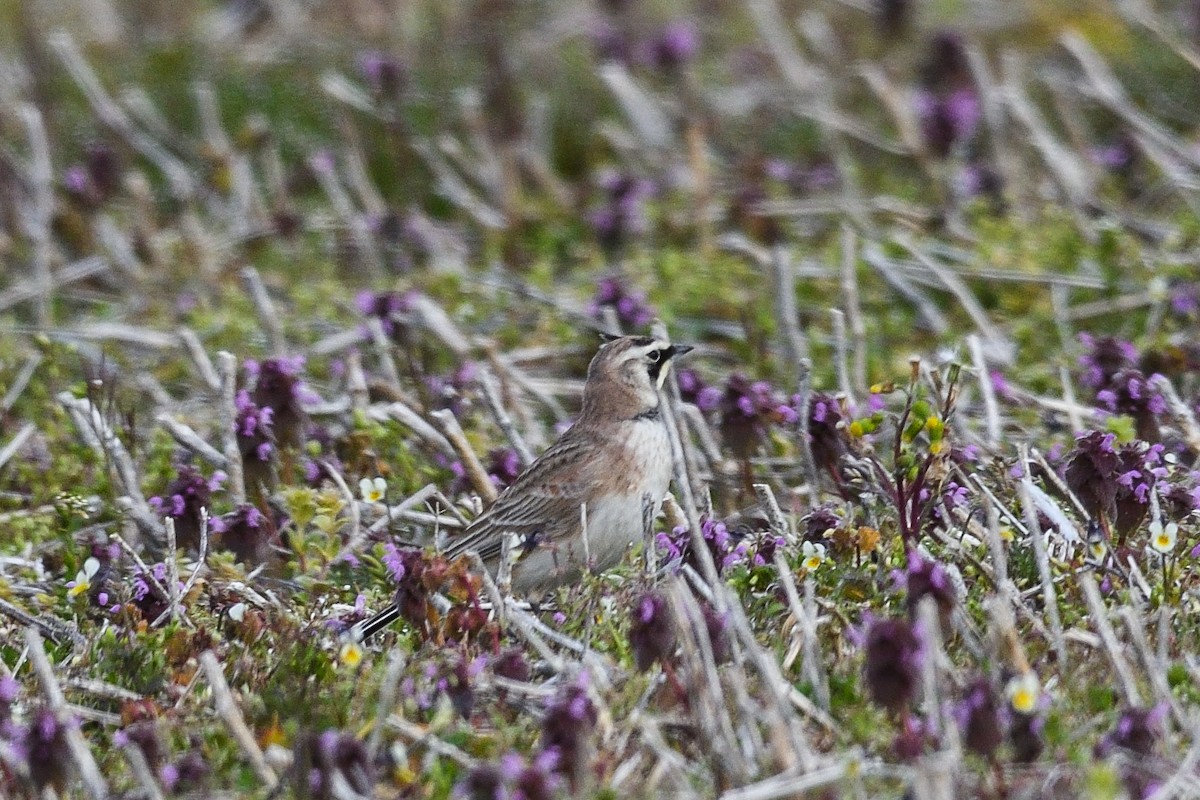 Horned Lark - ML615918110