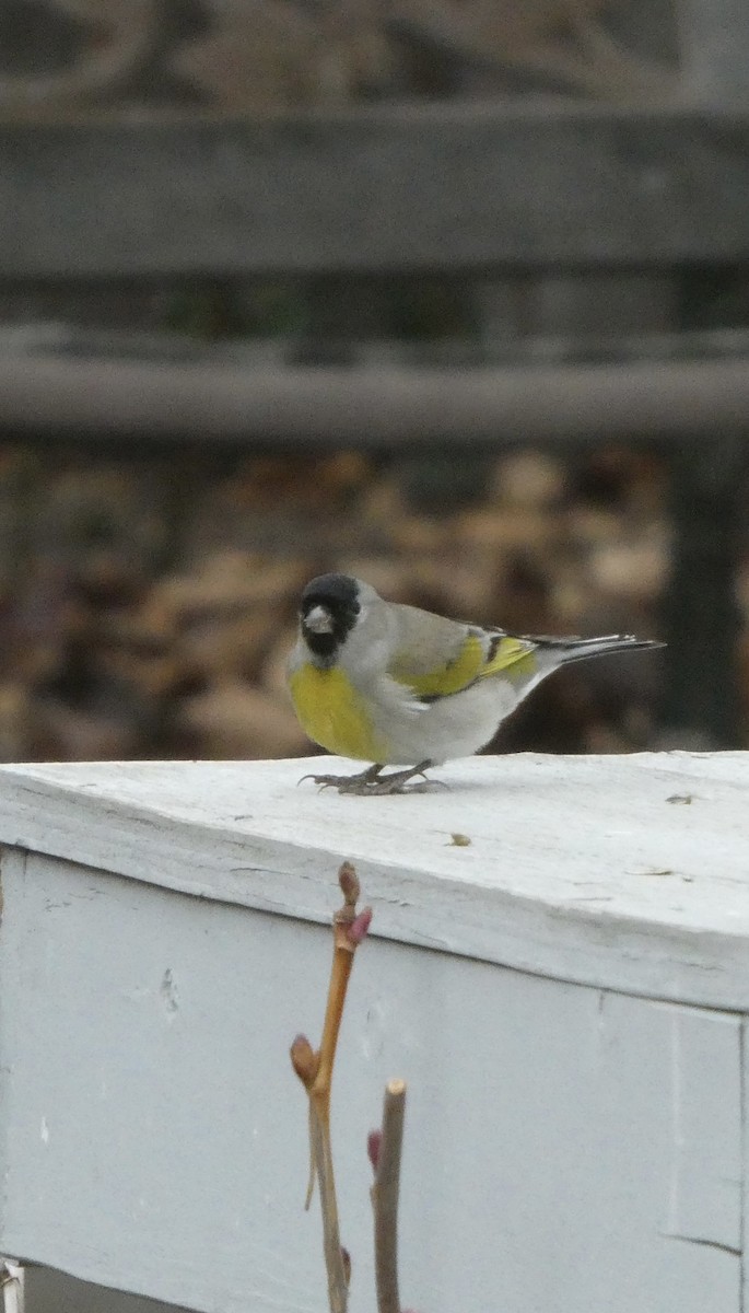 Lawrence's Goldfinch - ML615918111