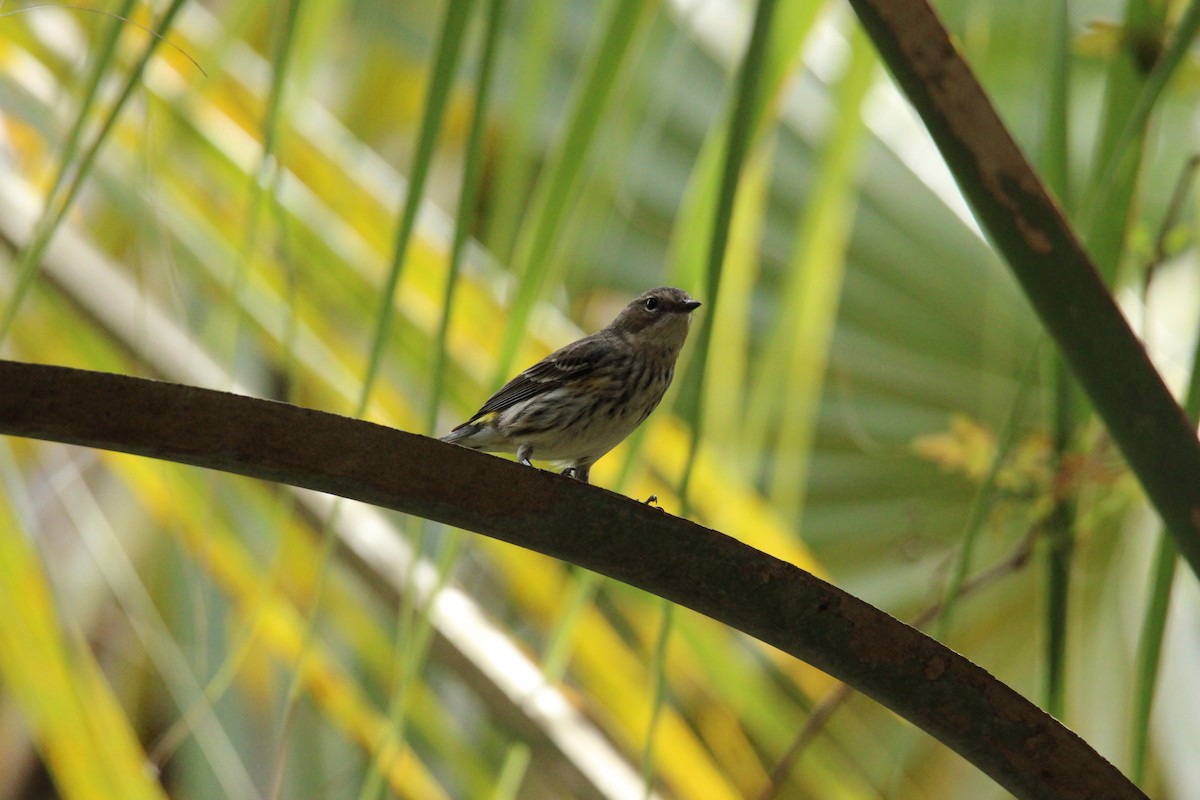 Yellow-rumped Warbler - ML615918114