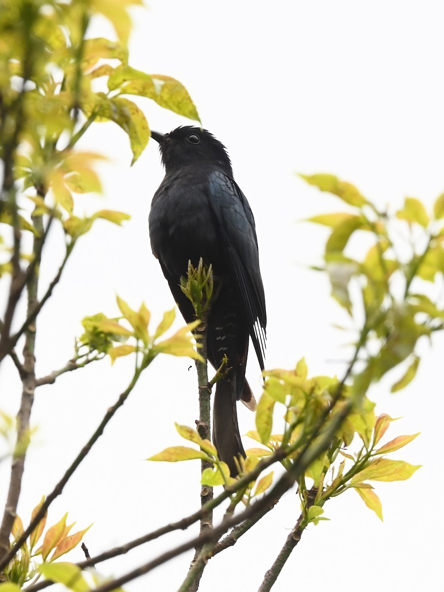 Square-tailed Drongo-Cuckoo - ML615918118