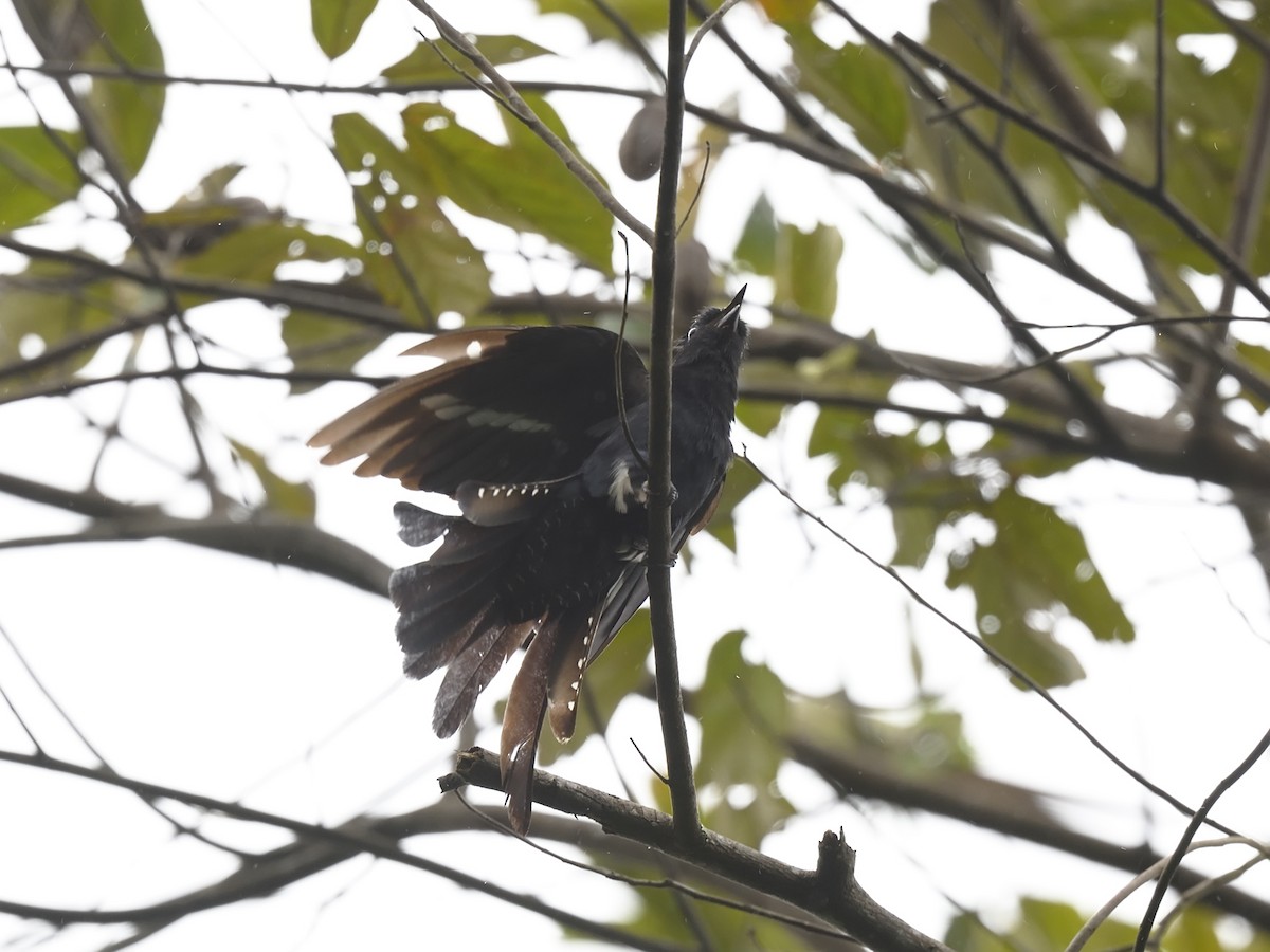 Square-tailed Drongo-Cuckoo - ML615918119