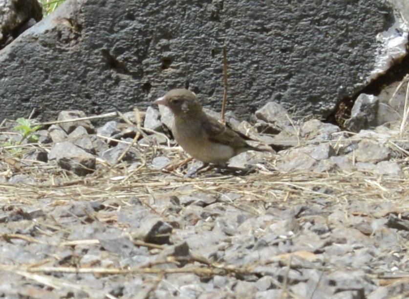 Yellow-spotted Bush Sparrow - Bertina K