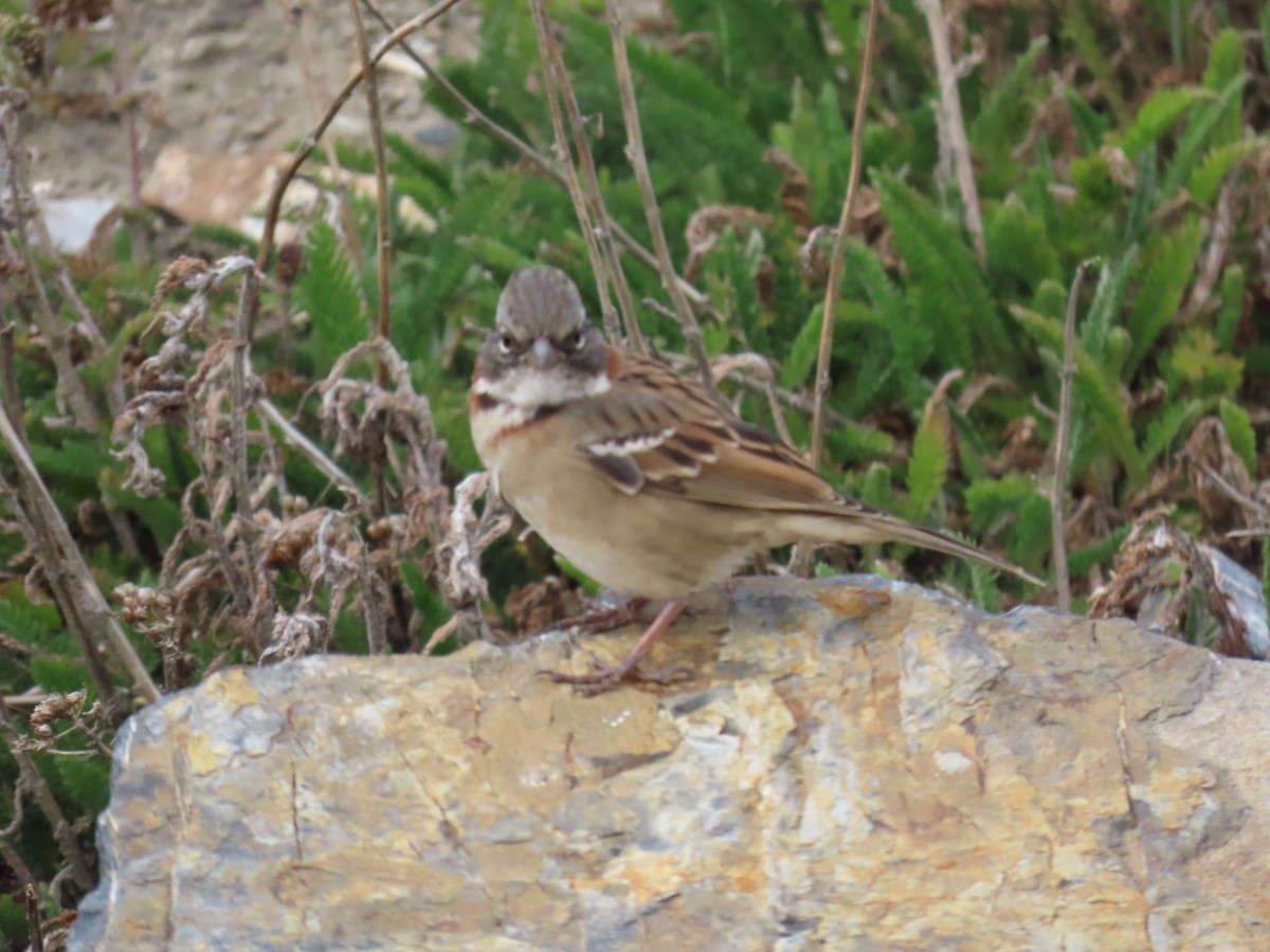 Rufous-collared Sparrow - ML615918133