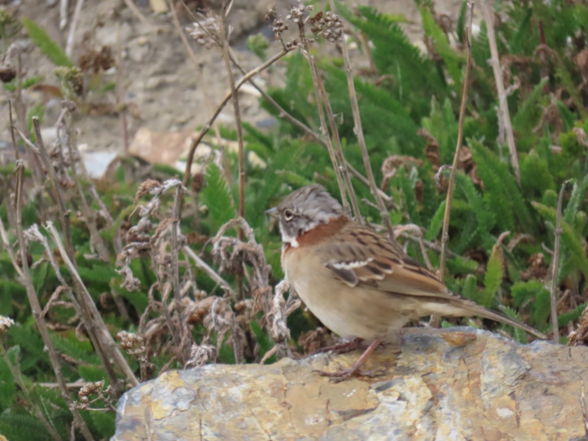 Rufous-collared Sparrow - ML615918134