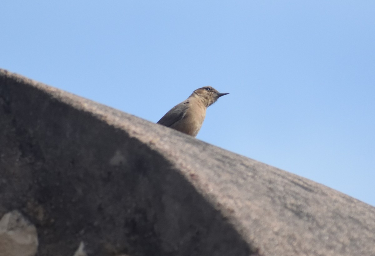 Brown Rock Chat - ML615918203