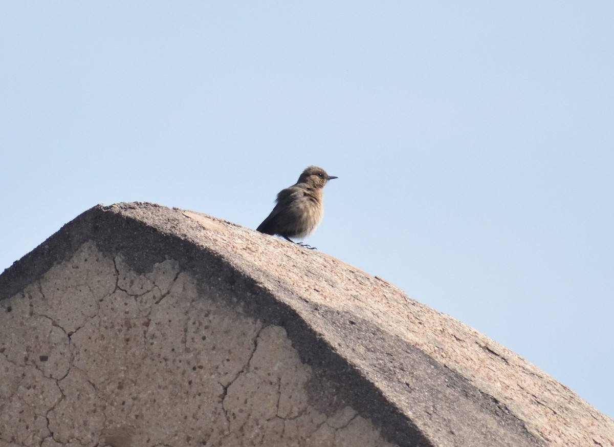 Brown Rock Chat - ML615918204