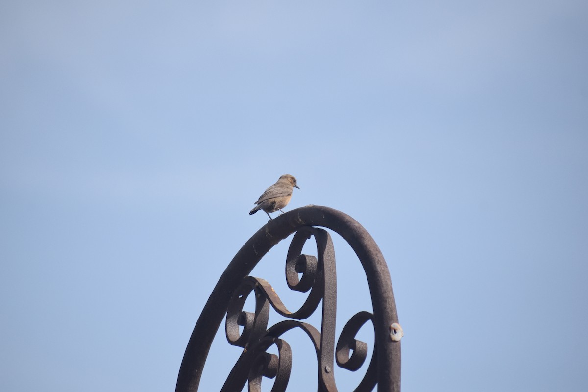 Brown Rock Chat - ML615918206