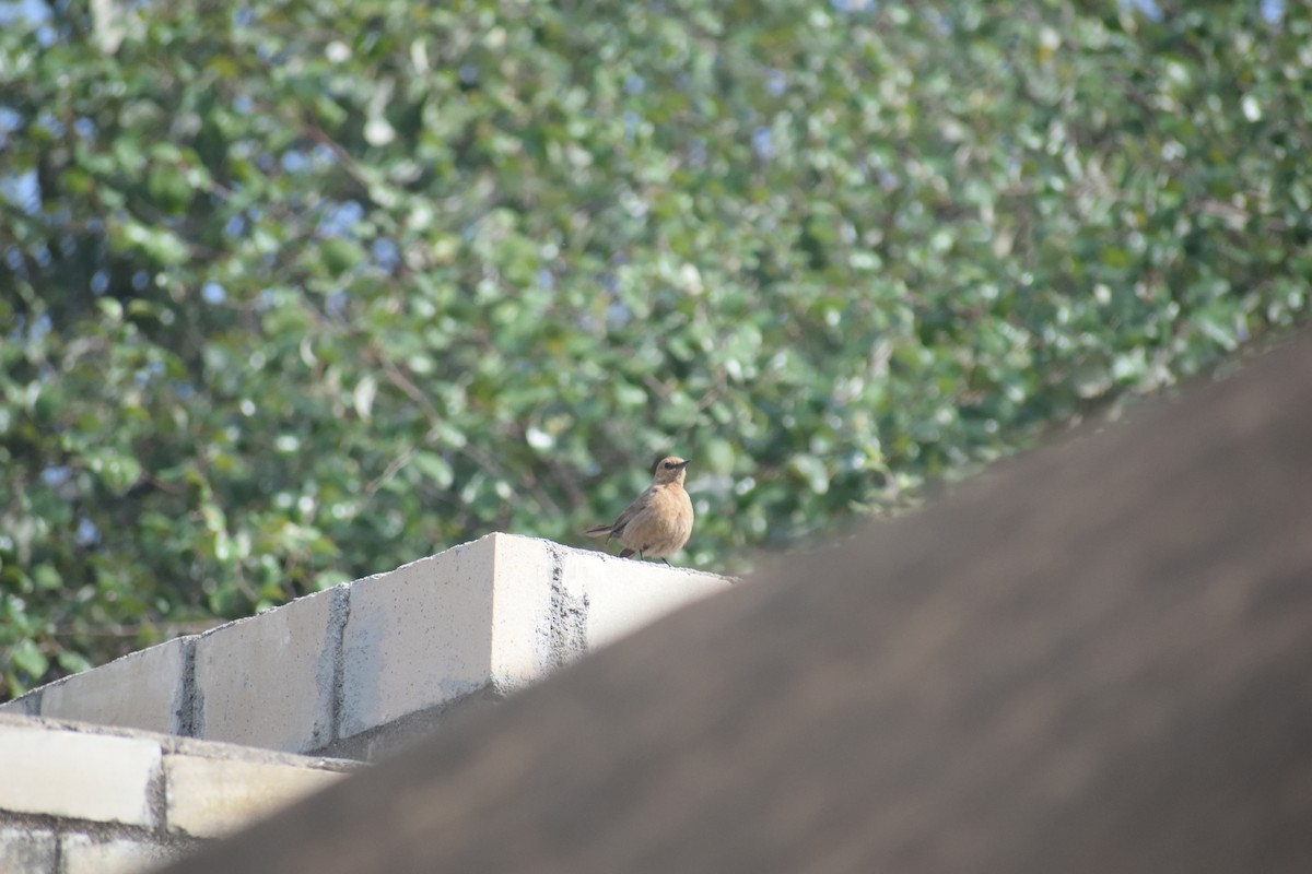 Brown Rock Chat - ML615918207