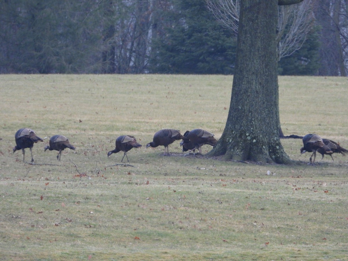 Wild Turkey - ML615918210