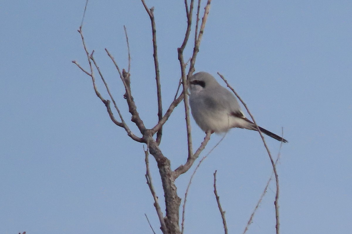 Northern Shrike - ML615918245