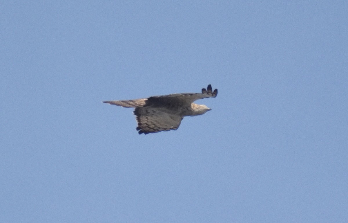 Oriental Honey-buzzard - ML615918246