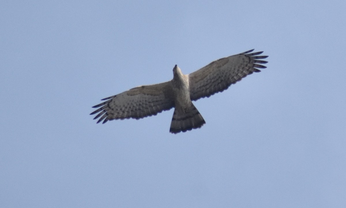 Oriental Honey-buzzard - ML615918247